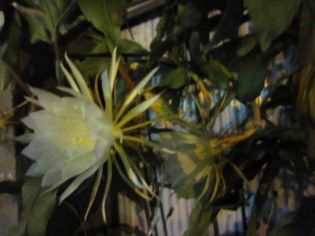 ファイル 1404-4.jpg