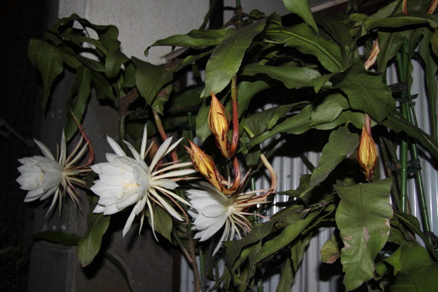 ファイル 1405-2.jpg