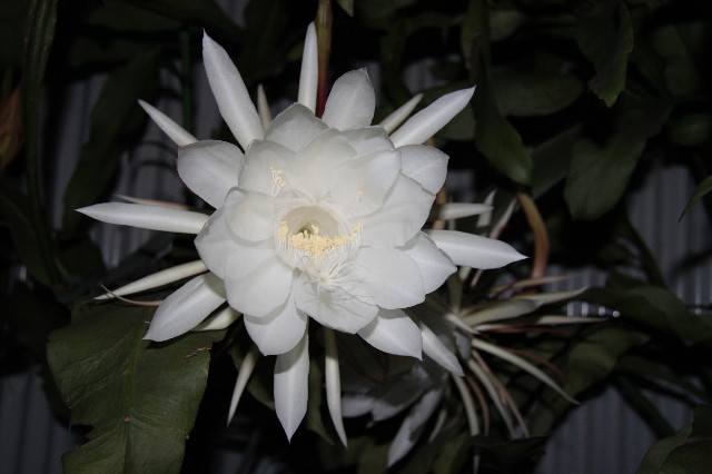 ファイル 1407-5.jpg