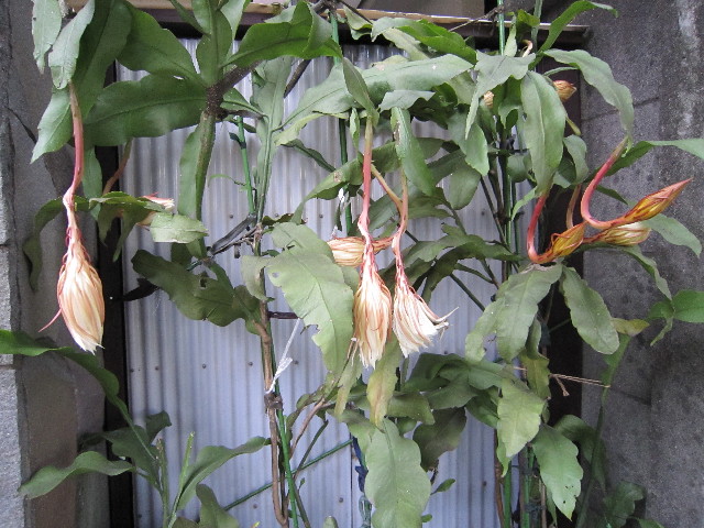 ファイル 1408-3.jpg