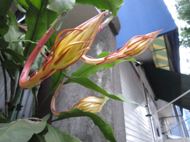 ファイル 1408-4.jpg