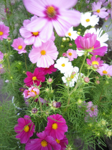 ファイル 1409-5.jpg