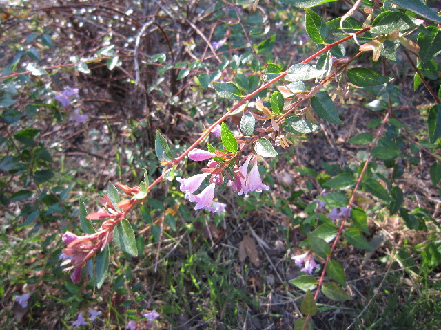 ファイル 1417-1.jpg