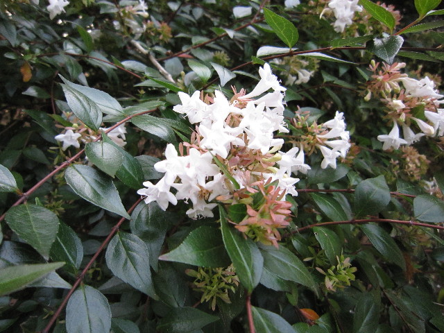 ファイル 1417-3.jpg