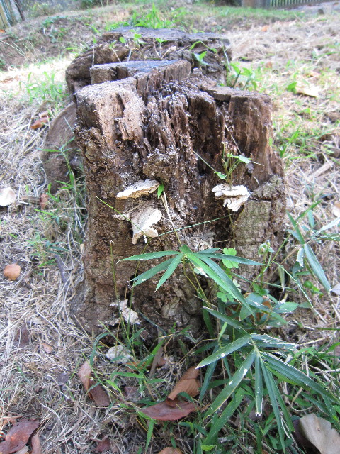 ファイル 1417-5.jpg