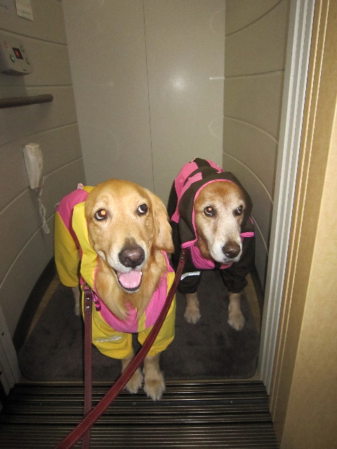 ファイル 1419-1.jpg