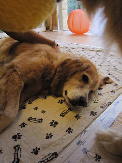 ファイル 1419-2.jpg