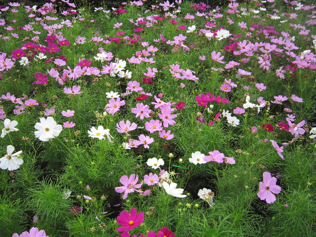 ファイル 1424-1.jpg