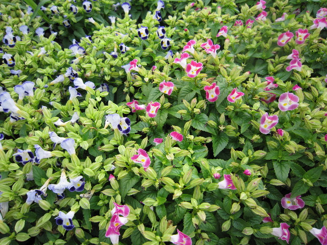 ファイル 1424-4.jpg