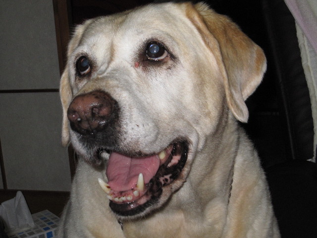 ファイル 1431-1.jpg