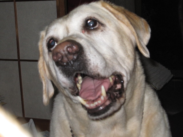 ファイル 1431-4.jpg