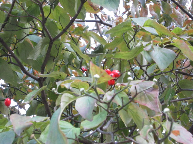 ファイル 1432-2.jpg