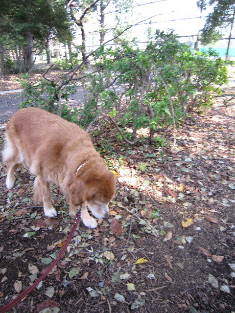 ファイル 1434-1.jpg