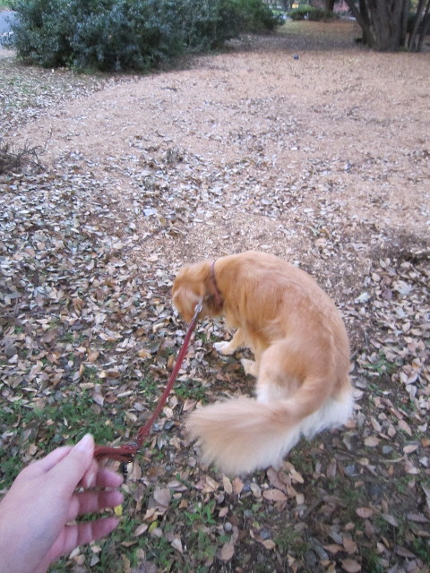 ファイル 1438-1.jpg