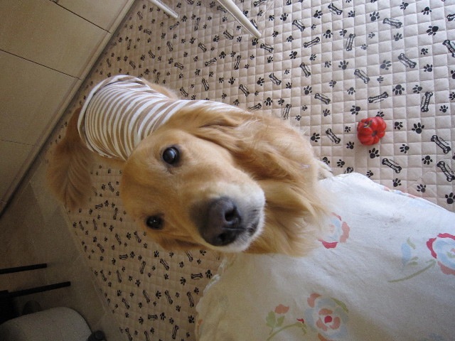 ファイル 1445-4.jpg