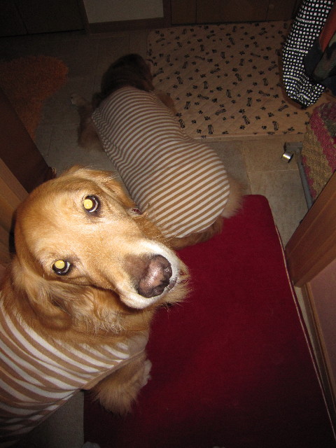 ファイル 1445-5.jpg