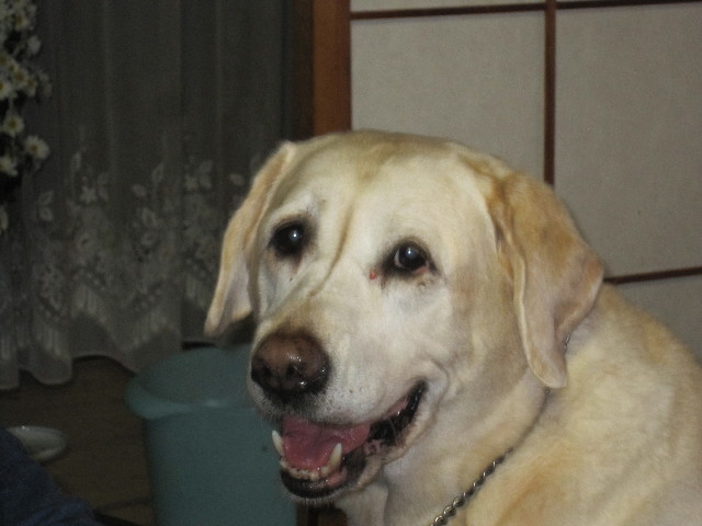 ファイル 1447-1.jpg