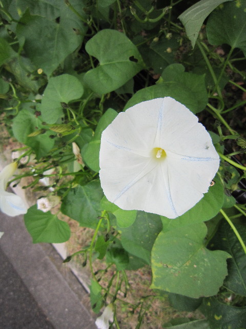 ファイル 1449-1.jpg