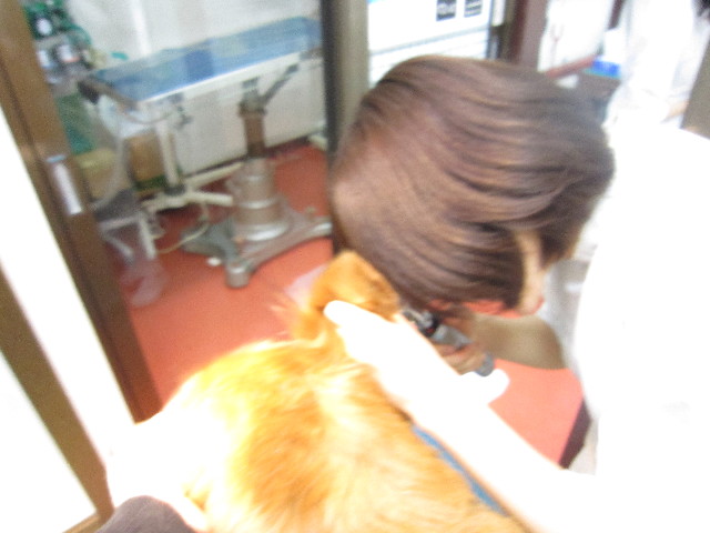 ファイル 1453-1.jpg