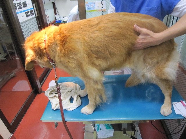 ファイル 1453-4.jpg