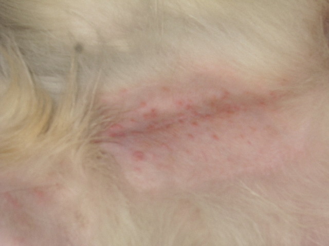 ファイル 1464-5.jpg