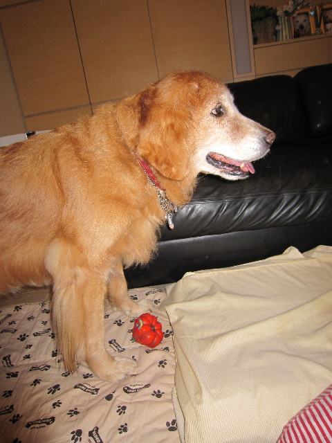 ファイル 1480-4.jpg