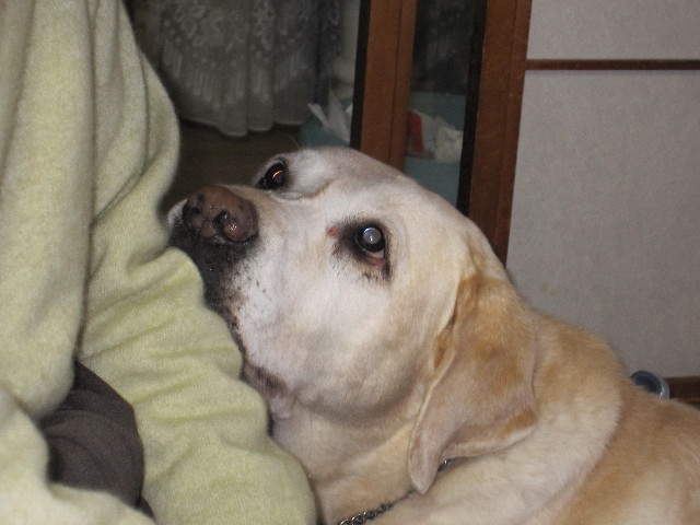 ファイル 1482-2.jpg