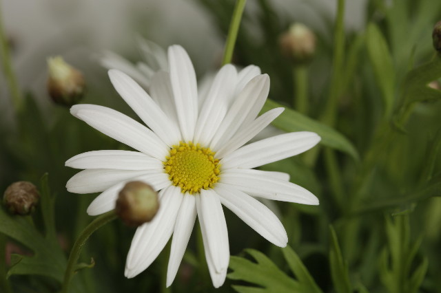 ファイル 1493-5.jpg