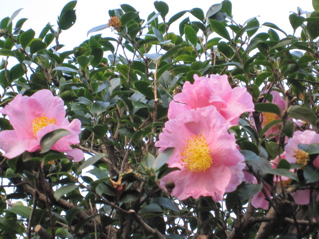 ファイル 1496-5.jpg