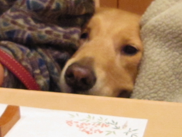 ファイル 1497-4.jpg