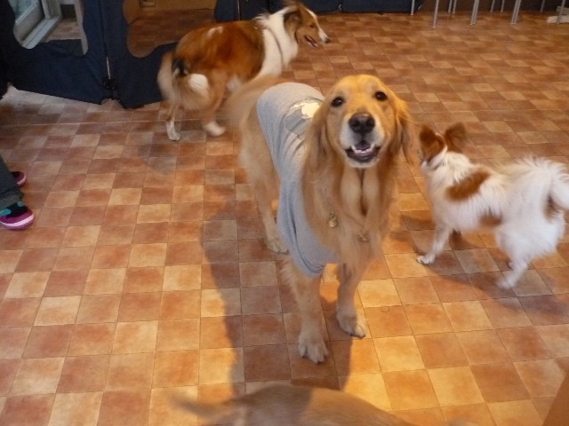 ファイル 1501-1.jpg