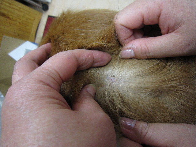 ファイル 1504-4.jpg