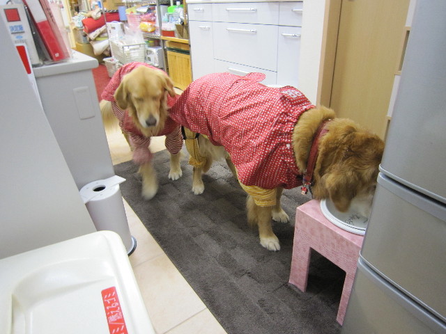 ファイル 1515-1.jpg