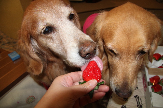 ファイル 1517-3.jpg