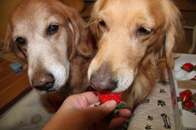 ファイル 1517-4.jpg