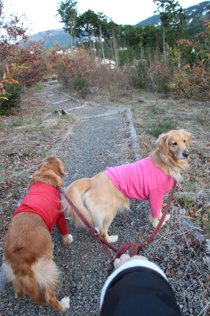 ファイル 1517-5.jpg