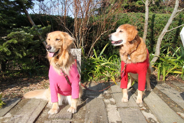 ファイル 1518-3.jpg