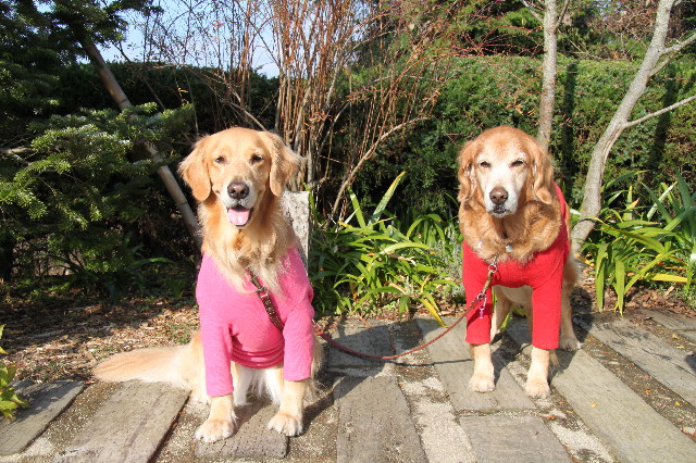 ファイル 1518-4.jpg