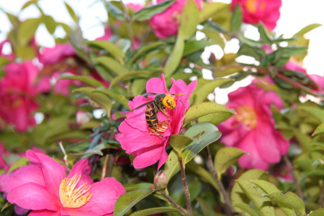 ファイル 1518-5.jpg