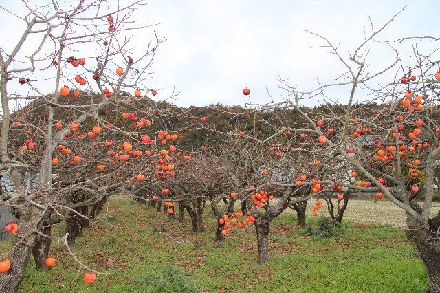 ファイル 1519-4.jpg