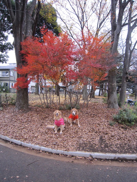 ファイル 1520-4.jpg