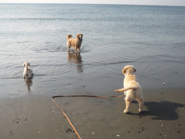 ファイル 1523-2.jpg