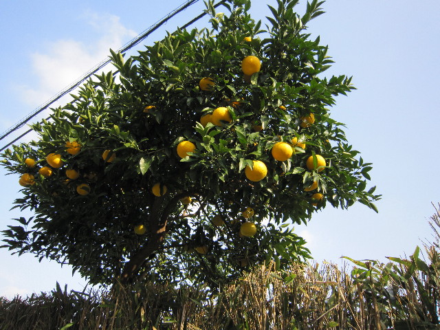 ファイル 1526-4.jpg