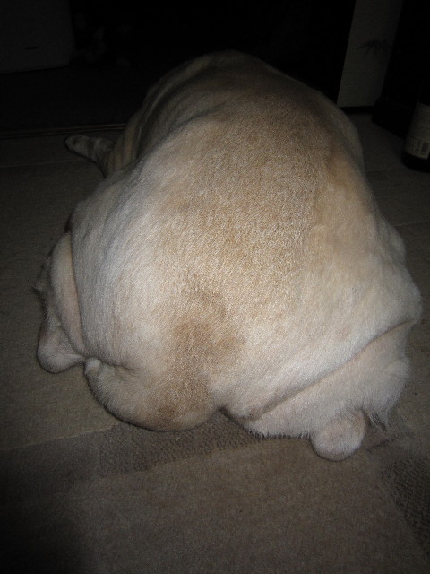 ファイル 1527-5.jpg