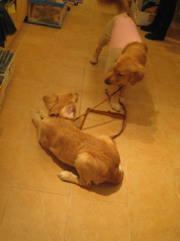 ファイル 153-1.jpg