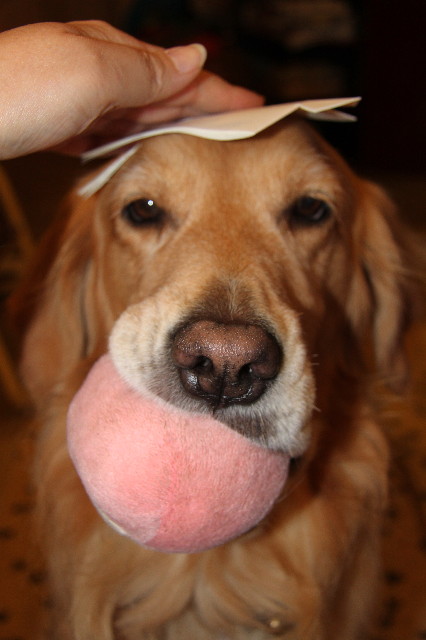 ファイル 1541-2.jpg