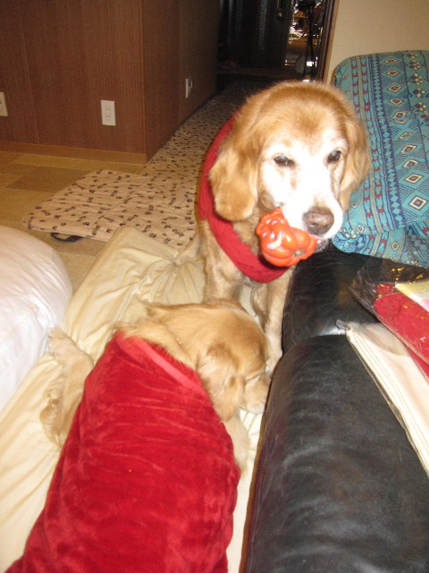 ファイル 1545-2.jpg