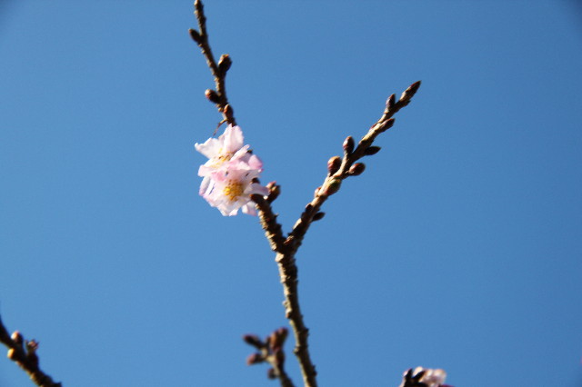 ファイル 1549-2.jpg