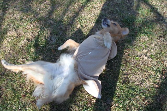 ファイル 1551-4.jpg