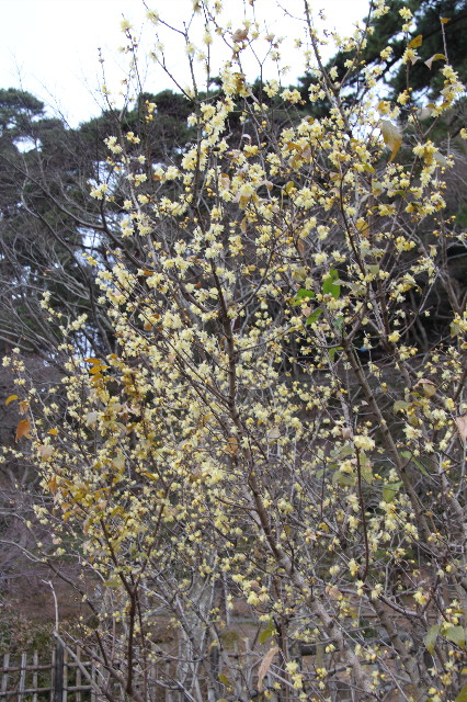 ファイル 1554-3.jpg